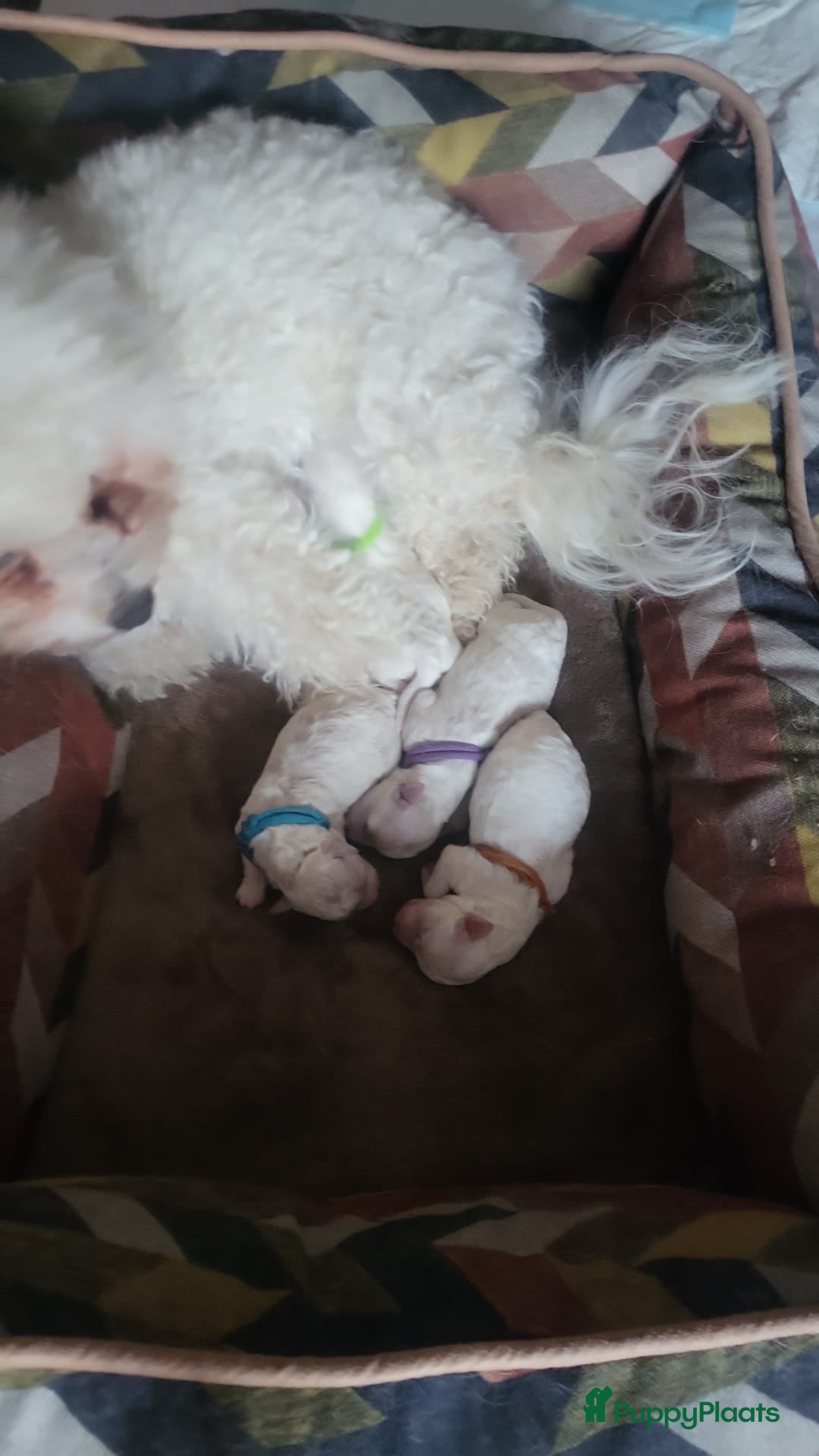 Bichon Frisé honden te koop: Koninklijke hond: Bichon Frisé met stamboom - Advertentie 5