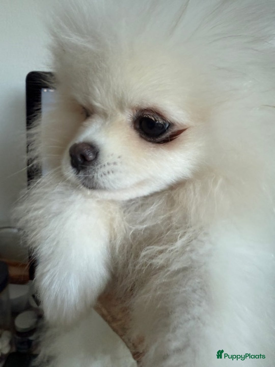 Pomeriaan honden te koop: Prachtig wit pomeriaan pupje, reu  - Advertentie 6