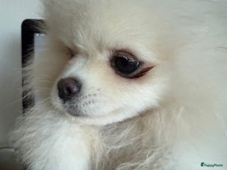 Pomeriaan honden Prachtig wit pomeriaan pupje, reu - Advertentie 1