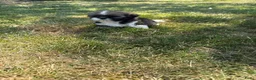 Shih Tzu honden te koop: Prachtig shih Tzu reutje  - Advertentie 7