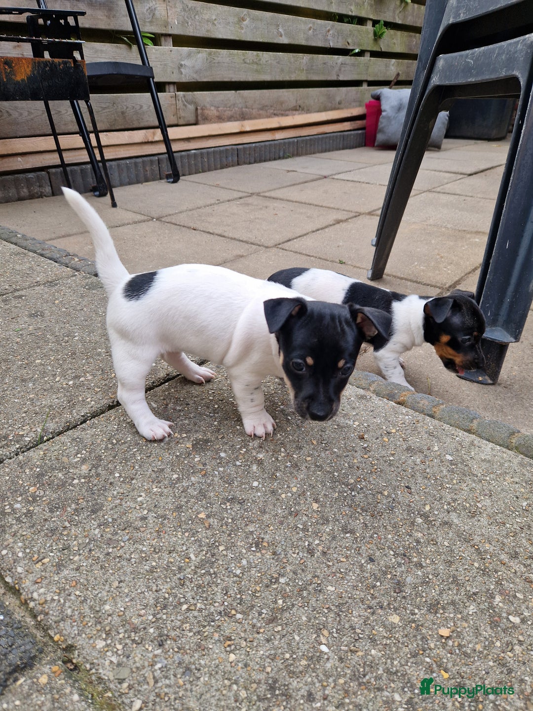 Jack Russel Terriër honden te koop: Lieve jack russel pups - Afbeelding 6