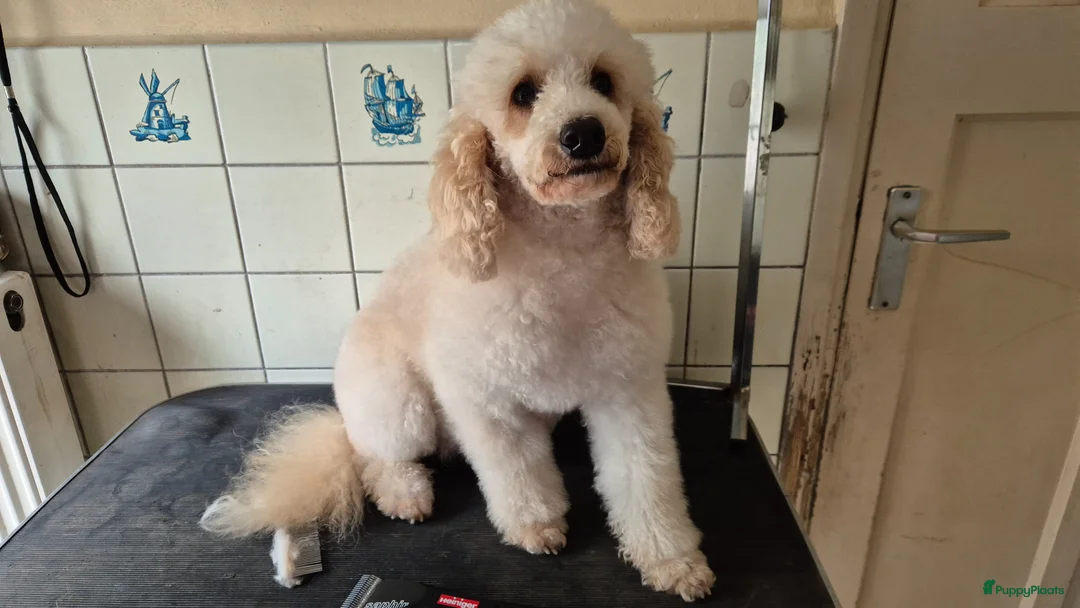 Cockapoo honden te koop: Cockapoo pupjes uit geteste ouders - Advertentie 33