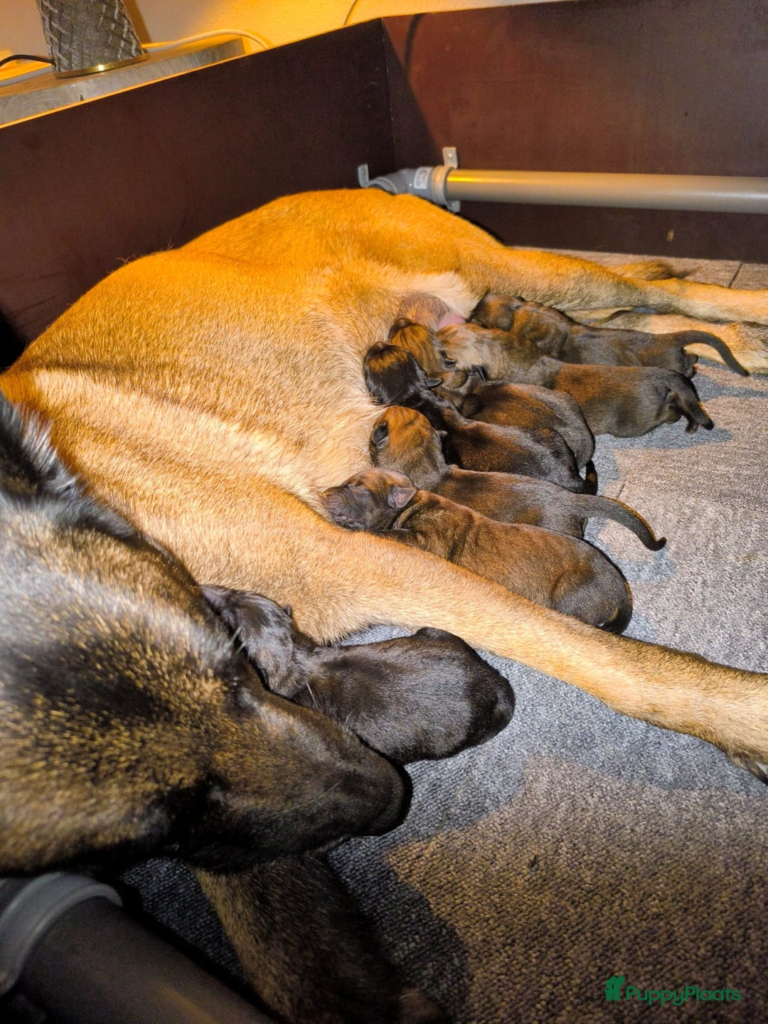 Mechelse Herder honden te koop: Mechelse Herder pups  - Advertentie 2