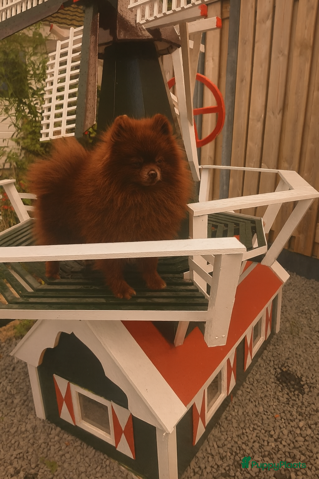 Pomeriaan honden te koop: 🐶 Choco Pomeranian Teefje  - Advertentie 5