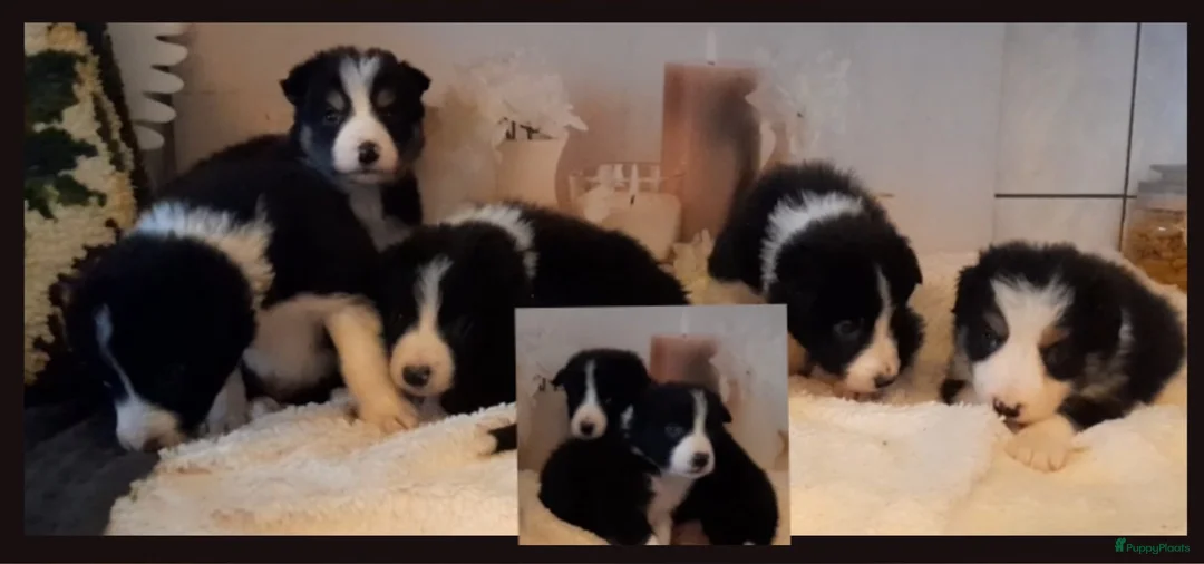 Border Collie honden te koop: Prachtige, lieve Border Collie pups - Advertentie 7