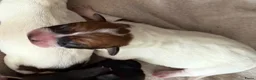 Kruising honden te koop: Cattle-Jack pups te koop - Advertentie 11