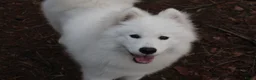 Samojeed honden te koop: Samojeed puppy’s opkomst  - Advertentie 4
