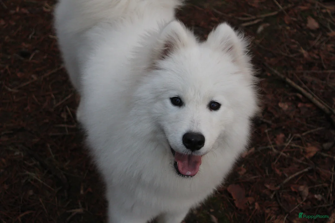 Samojeed honden te koop: Samojeed puppy’s opkomst  - Advertentie 4