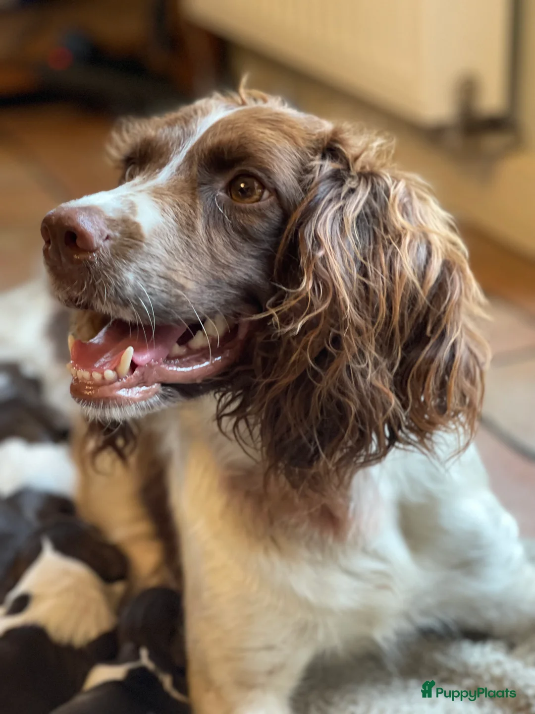 Engelse Springer Spaniel honden te koop: Engelse Springer Spaniël pups - Advertentie 11