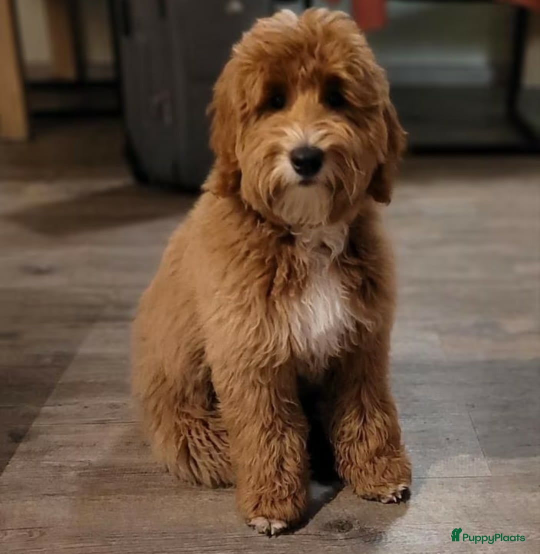 Labradoodle honden te koop: Prachtige medium labradoodle pups - Afbeelding 14
