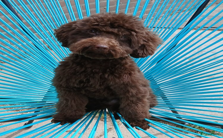 Dwergpoedel honden - Advertentie 8