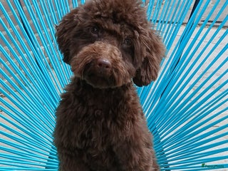 Dwergpoedel honden - Advertentie 7