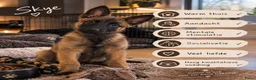 Mechelse Herder honden ter dekking: Gezocht: Mechelse Herder teefje (NL, voorjaar 27)  in Hoogezand - Advertentie 1