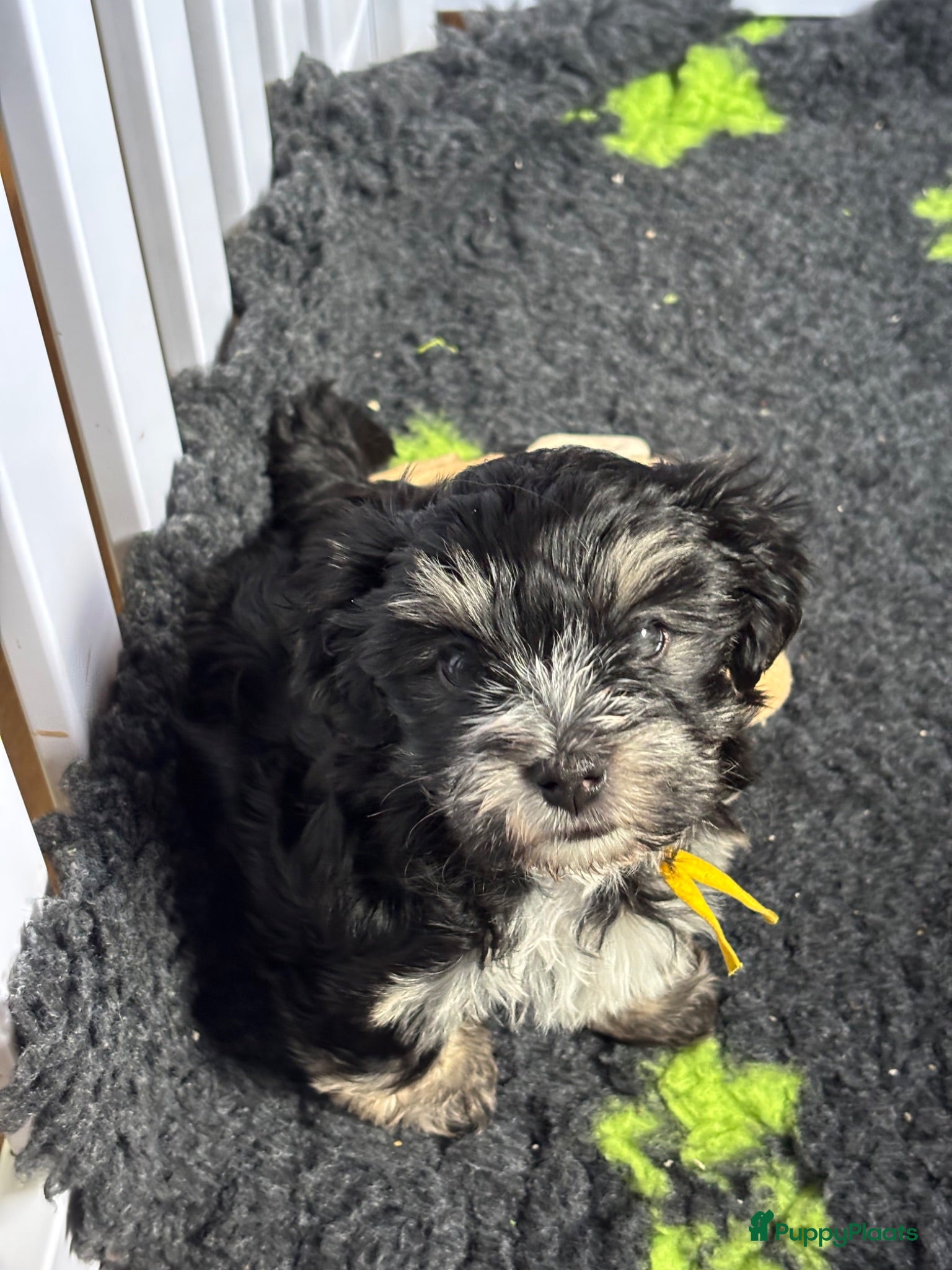 Kruising honden Superleuke en lieve pupjes.  - Advertentie 2