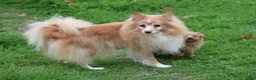 Kruising honden te koop: kruising dwergkees - Advertentie 2