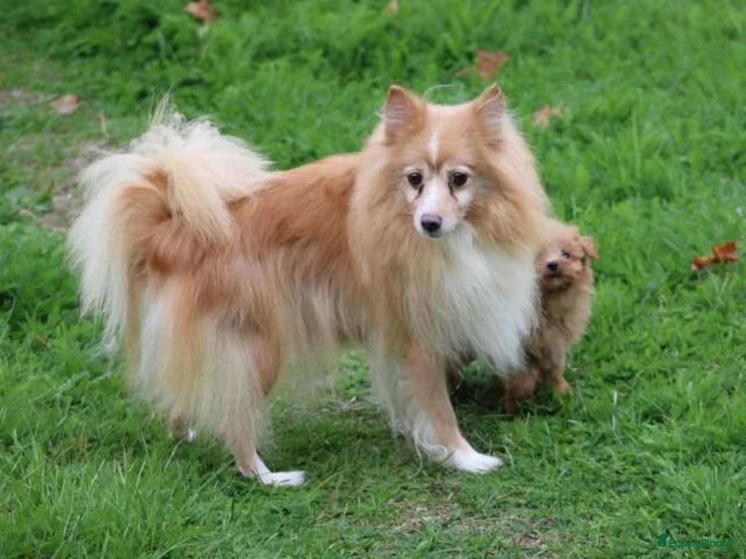 Kruising honden te koop: kruising dwergkees - Advertentie 2