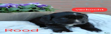 Kruising Puppy 5