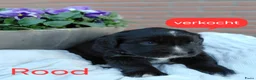Kruising honden te koop: Lieve pups 3/4 Berner en 1/4 Labrador  - Advertentie 14