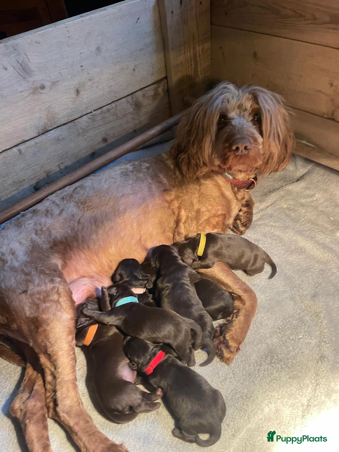 Australian Labradoodle honden te koop: Medium Chocolade labradoodles met Australian bloed - Advertentie 7