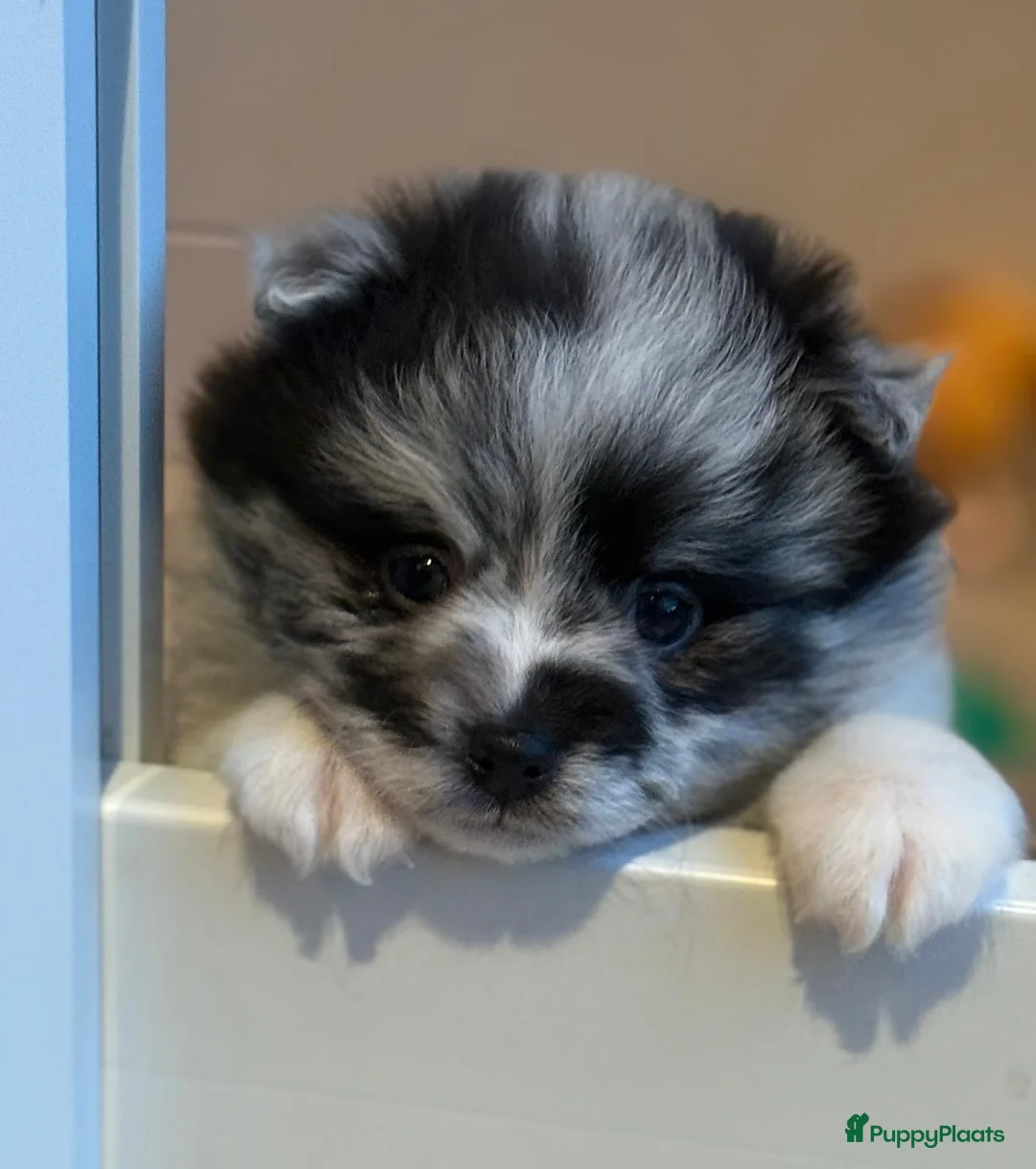 Kruising honden te koop: Teddy dog mini Chow Chow  - Advertentie 17