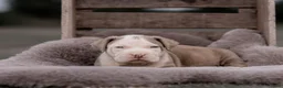 Amerikaanse Bully honden ter dekking: American Bully XL dekreu  - Advertentie 16