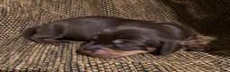 Ruwhaar Teckel honden te koop: Prachtige Standaard Ruwhaar Teckelpuppy’s ,  - Advertentie 5