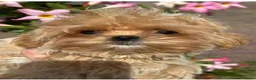 Maltipoo honden te koop: Mini AziatischeF1 Maltipooe reutjes, Top kwaliteit - Advertentie 1