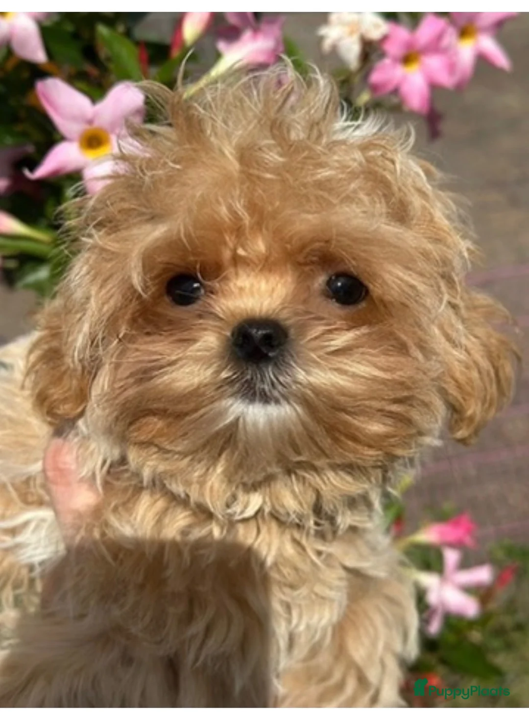 Maltipoo honden te koop: Mini AziatischeF1 Maltipooe reutjes, Top kwaliteit - Advertentie 1