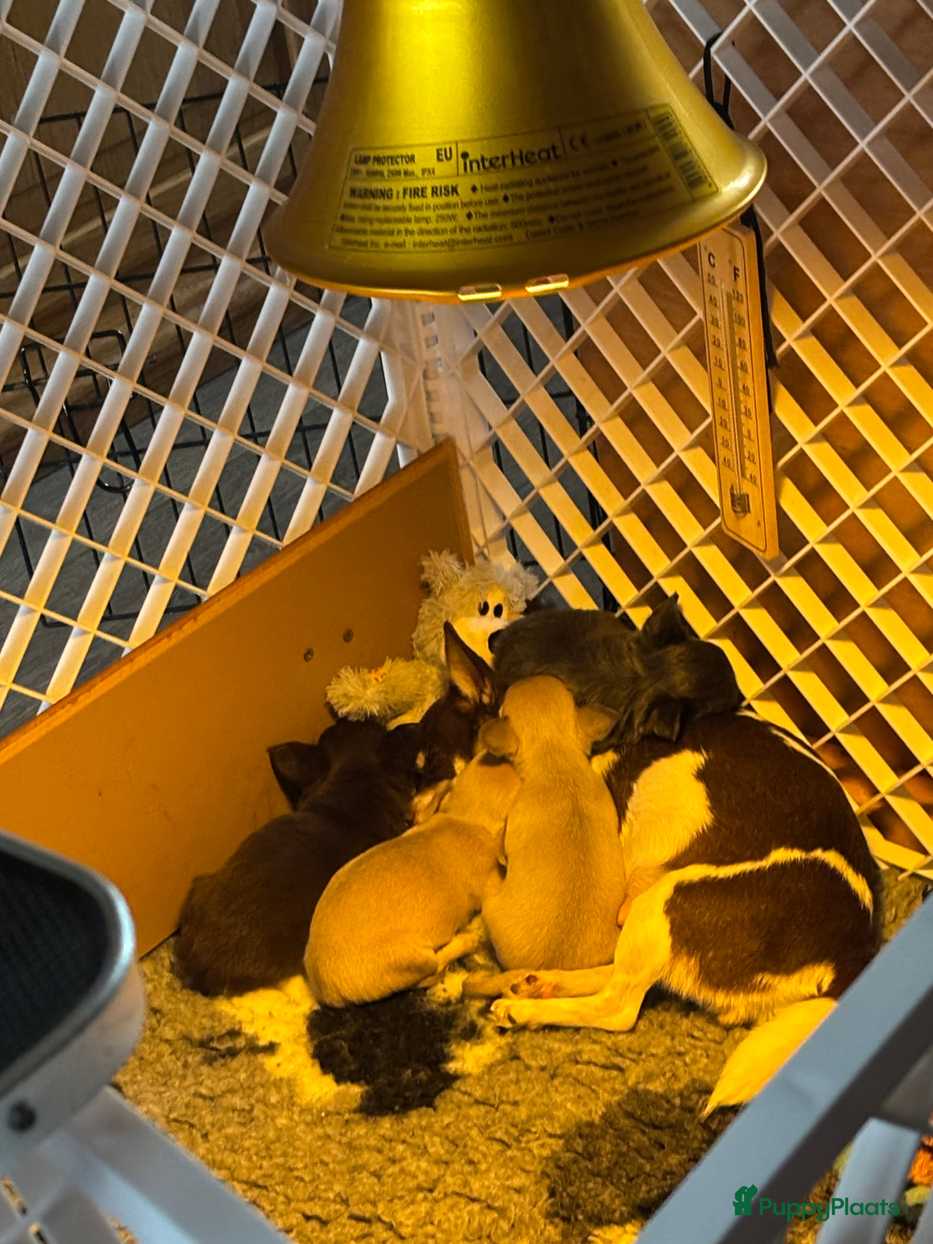 Chihuahua honden Bleu teefje - Advertentie 1