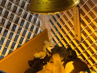 Chihuahua honden Bleu teefje - Advertentie 1