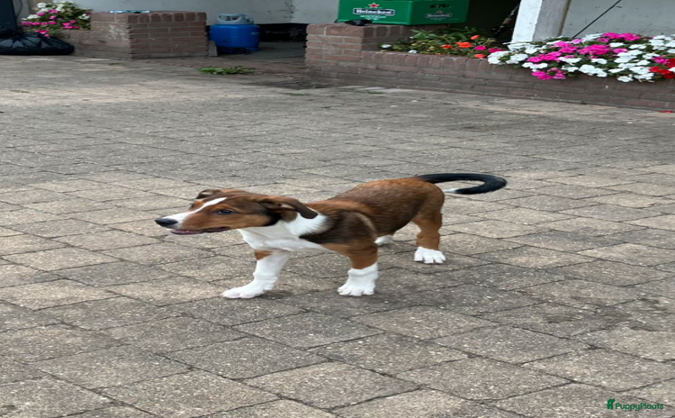 Kruising honden - Advertentie 1