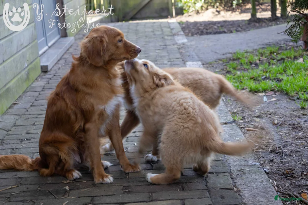 Nova Scotia Duck Tolling Retriever honden te koop: toller pups, beide ouders zijn hier aanwezig in Baarle-Nassau - Advertentie 1