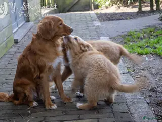 Nova Scotia Duck Tolling Retriever honden toller pups, beide ouders zijn hier aanwezig in Baarle-Nassau - Advertentie 1