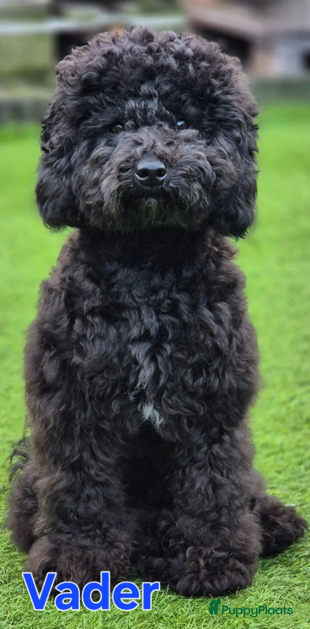 Maltipoo honden te koop: 🥰 9 Prachtige Maltipoo pups! Unieke kleuren 🐶 - Advertentie 26