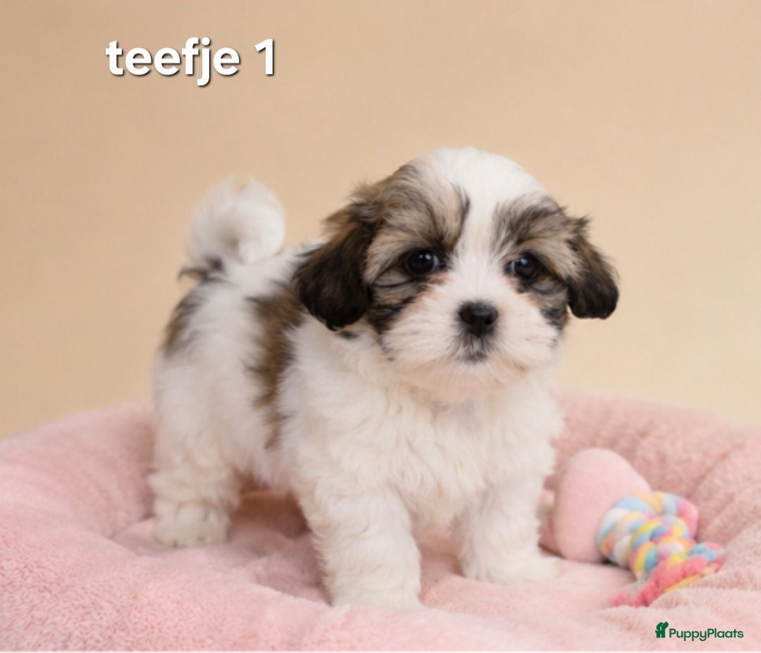Boomer honden Super mooie boomer pups. Shih tzu  - Advertentie 2