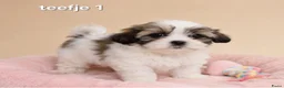 Boomer honden te koop: Super mooie boomer pups. Shih tzu  - Advertentie 2