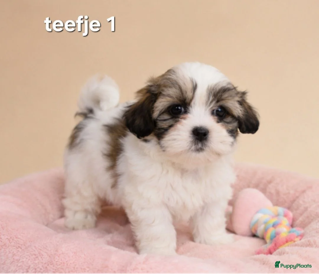 Boomer honden te koop: Super mooie boomer pups. Shih tzu  - Advertentie 2