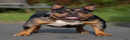 Amerikaanse Bully honden te koop: American Bully pocket pups verwacht  - Advertentie 4