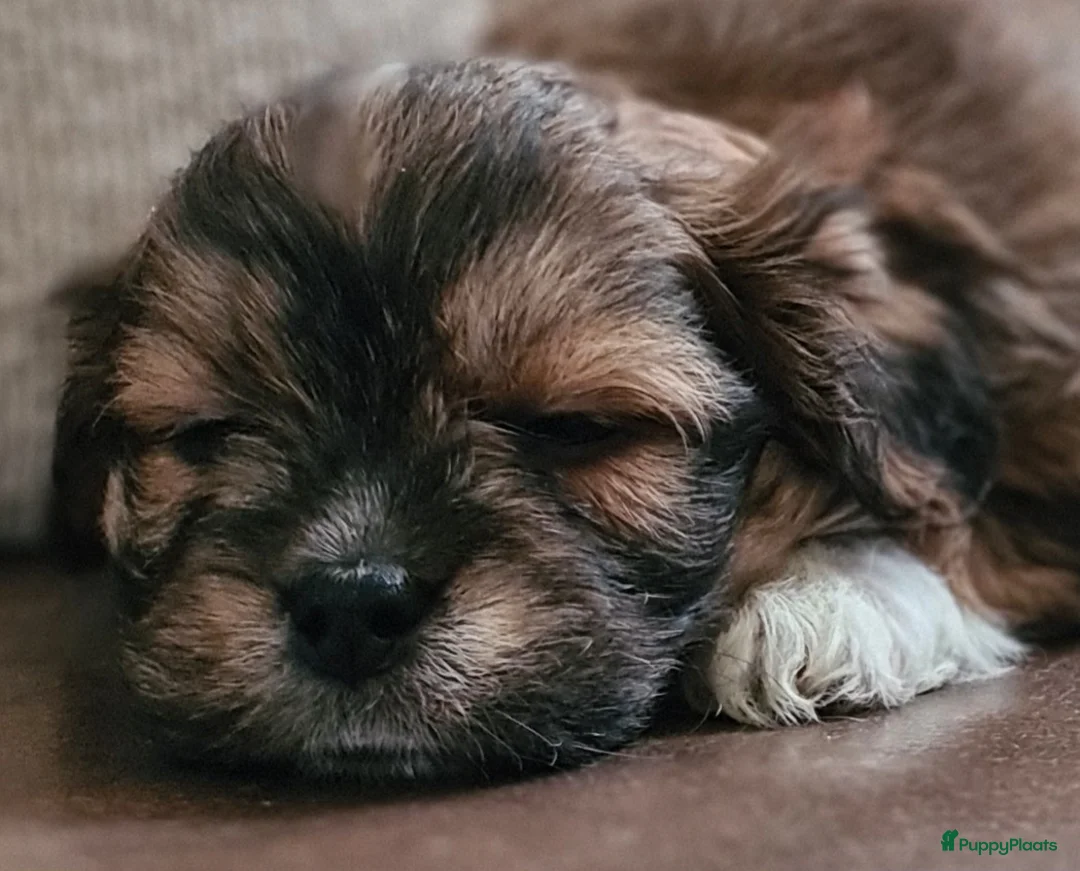 Kruising honden te koop: Prachtige lieve shipom pups - Advertentie 26