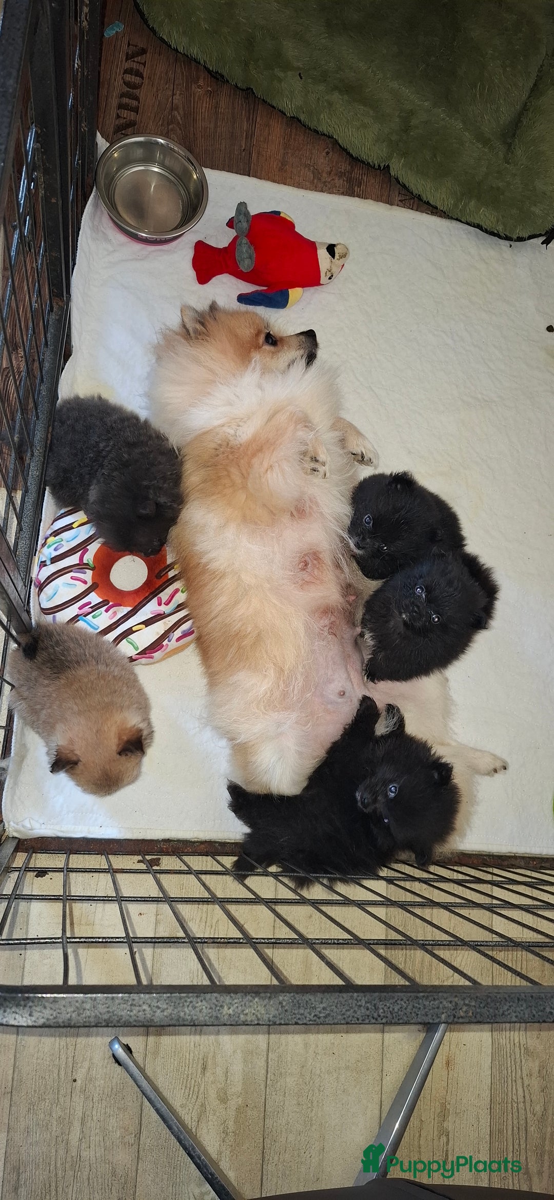 Pomeriaan honden te koop: Prachtig vol reutje opnieuw wegens annulering - Advertentie 4