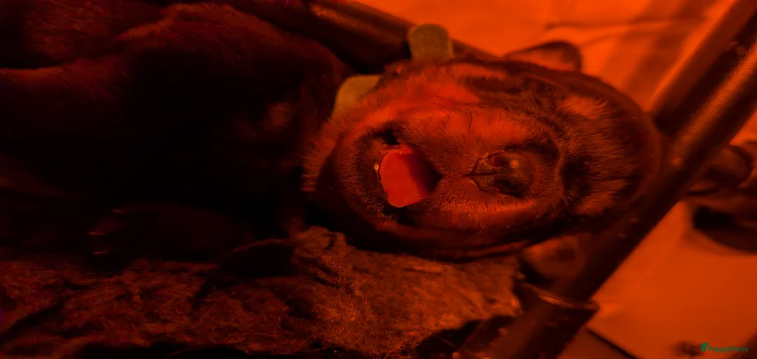 Galerij afbeelding {{count}}