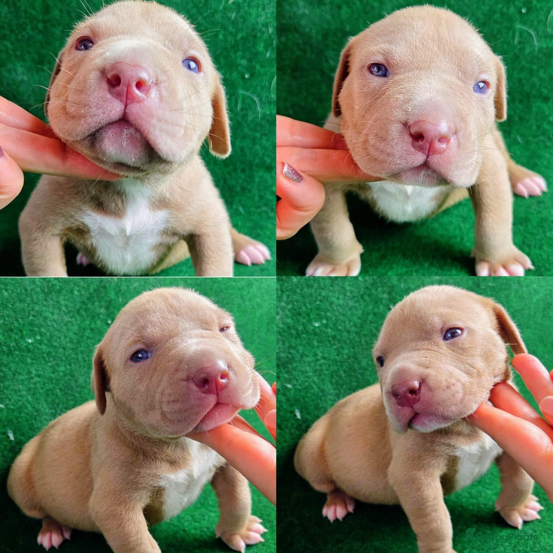 Amerikaanse Bully honden te koop: ABKC XL Meets DBKC XXl - Advertentie 15