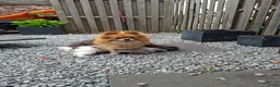 Pomeriaan honden te koop: Laatste pomeriaan reutje blue merle - Advertentie 5