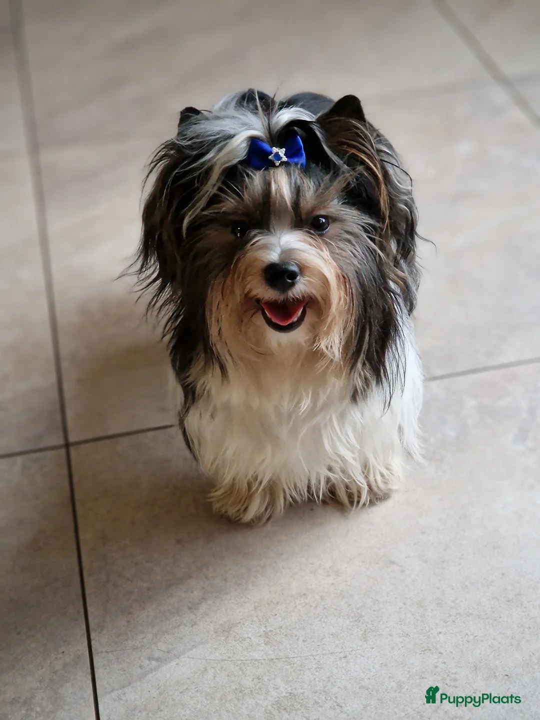 Biewer Terrier honden ter dekking: Prachtige Biewer Terrier Dekreu met Stamboom - Advertentie 2