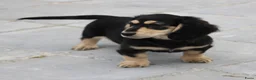 Teckel (langhaar) honden te koop: Teckel pup Black & cream - Advertentie 7