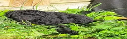 Australian Labradoodle honden te koop: Aust. Labradoodle – sociaal&hypoallergeen - Advertentie 12