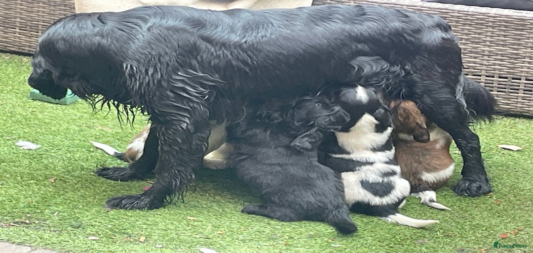 Galerij afbeelding {{count}}