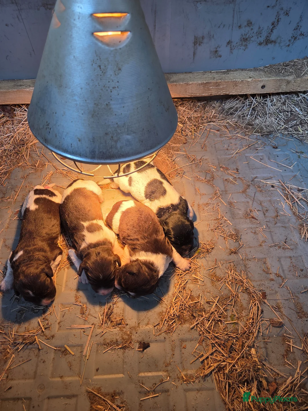 Kruising honden te koop: Friese stabij/Heidewachtel pups - Advertentie 4