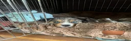 Kruising honden te koop: Mini Australian shepherd pup reutje  - Advertentie 2