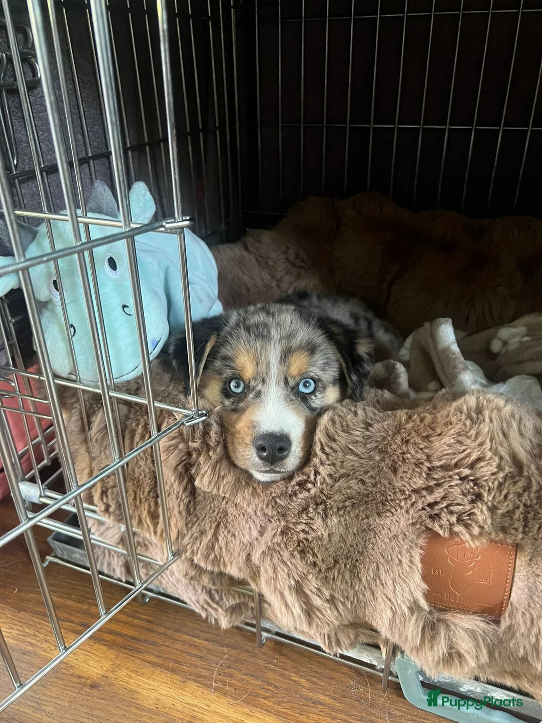 Kruising honden te koop: Mini Australian shepherd pup reutje  - Advertentie 2